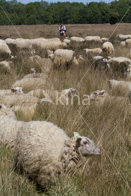 Veluws heideschaap (Ovis domesticus)