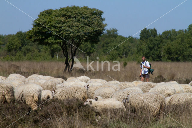 Veluws heideschaap (Ovis domesticus)