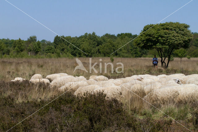 Veluws heideschaap (Ovis domesticus)