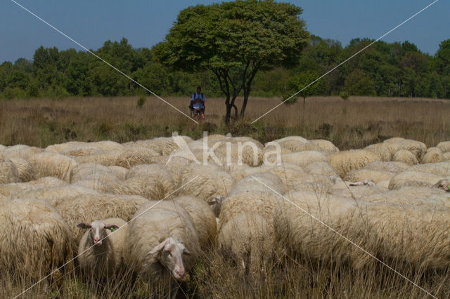 Veluws heideschaap (Ovis domesticus)