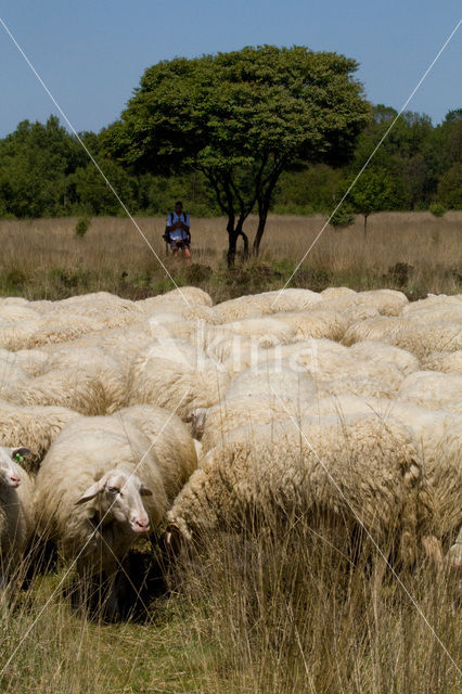 Veluws heideschaap (Ovis domesticus)