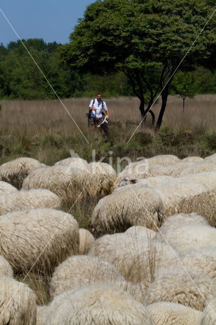 Veluws heideschaap (Ovis domesticus)