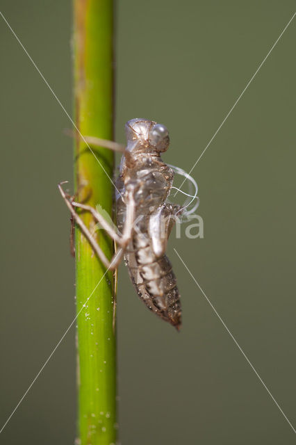 White-faced Darter (Leucorrhinia dubia)