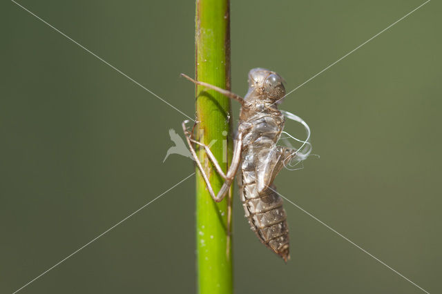 White-faced Darter (Leucorrhinia dubia)