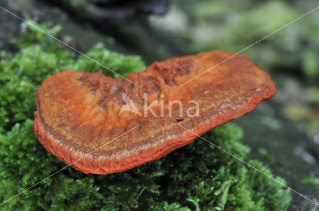 Cinnabar Bracket (Pycnoporus cinnabarinus)