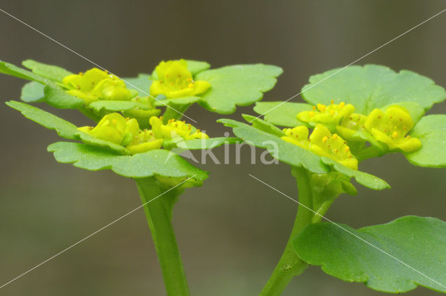 Alternate-leaved Golden Saxifrage (Chrysosplenium alternifolium)