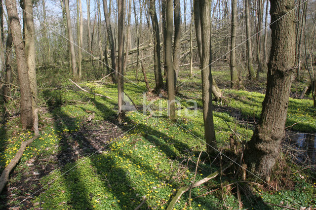 Alternate-leaved Golden Saxifrage (Chrysosplenium alternifolium)