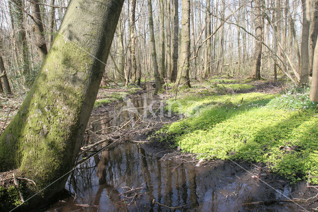 Verspreidbladig goudveil (Chrysosplenium alternifolium)