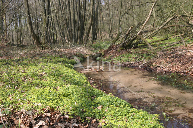 Alternate-leaved Golden Saxifrage (Chrysosplenium alternifolium)