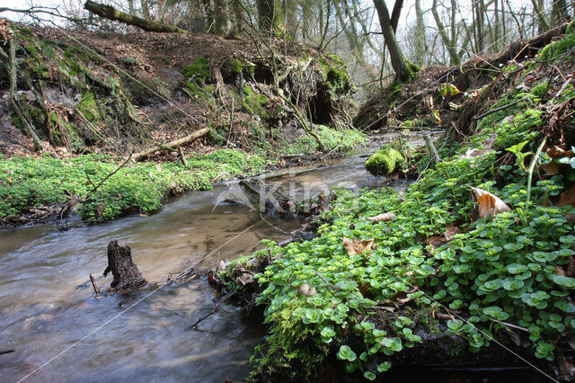 Alternate-leaved Golden Saxifrage (Chrysosplenium alternifolium)