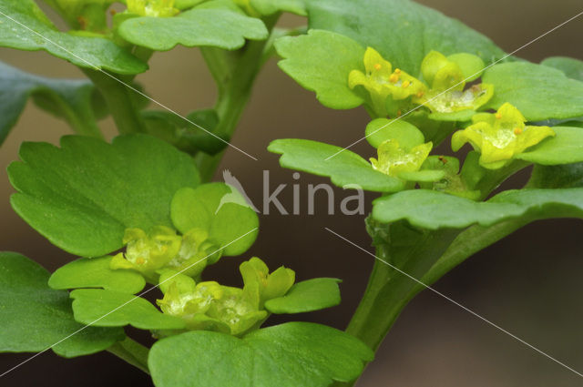 Alternate-leaved Golden Saxifrage (Chrysosplenium alternifolium)