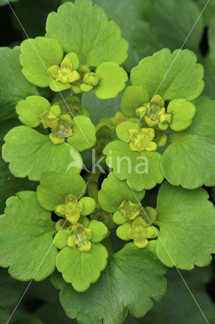 Alternate-leaved Golden Saxifrage (Chrysosplenium alternifolium)