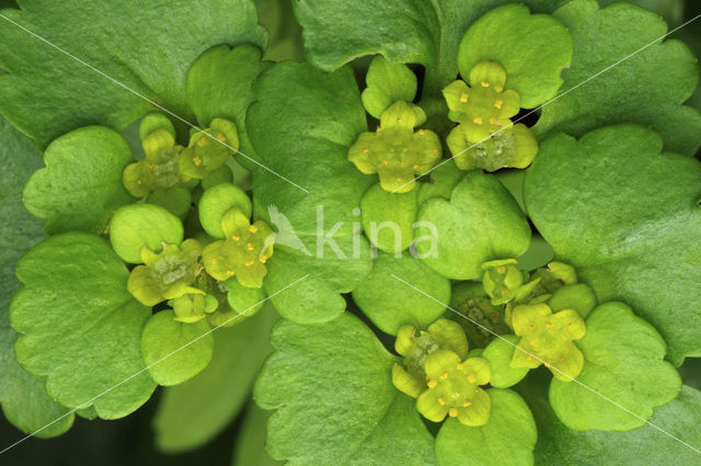 Alternate-leaved Golden Saxifrage (Chrysosplenium alternifolium)