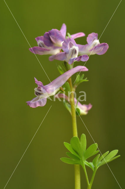 Bulbous Corydalis (Corydalis solida)