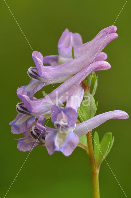 Vingerhelmbloem (Corydalis solida)