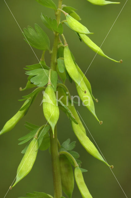 Bulbous Corydalis (Corydalis solida)