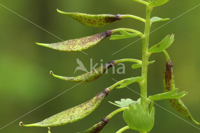 Bulbous Corydalis (Corydalis solida)