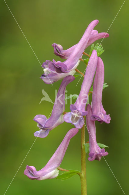 Vingerhelmbloem (Corydalis solida)