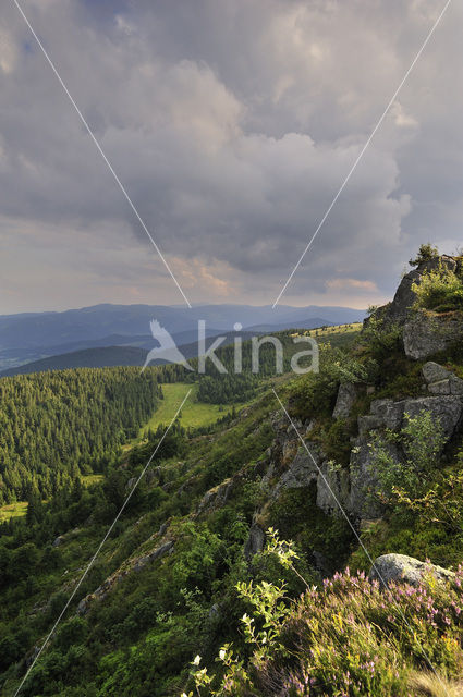 Vosges