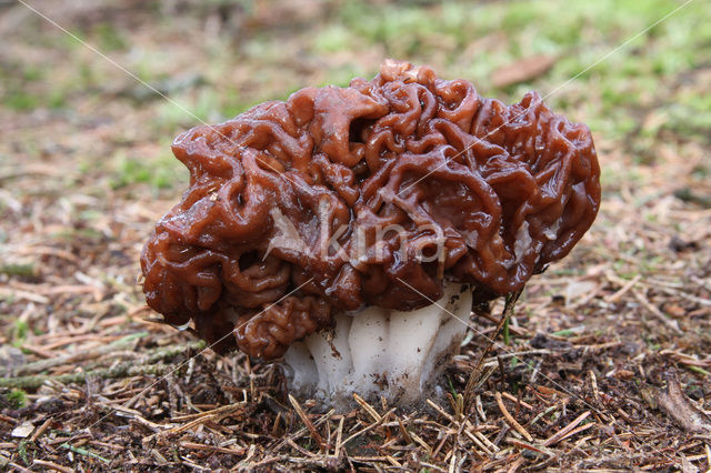 Voorjaarskluifzwam (Gyromitra esculenta)