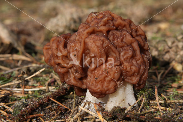 Voorjaarskluifzwam (Gyromitra esculenta)