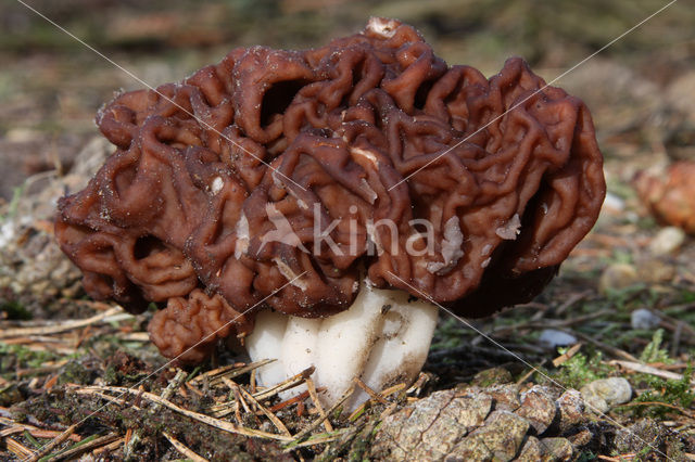 False Morel (Gyromitra esculenta)