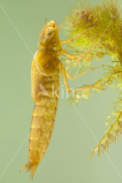 Northern Hawker (Aeshna isosceles)