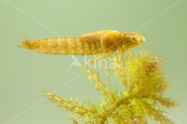 Northern Hawker (Aeshna isosceles)