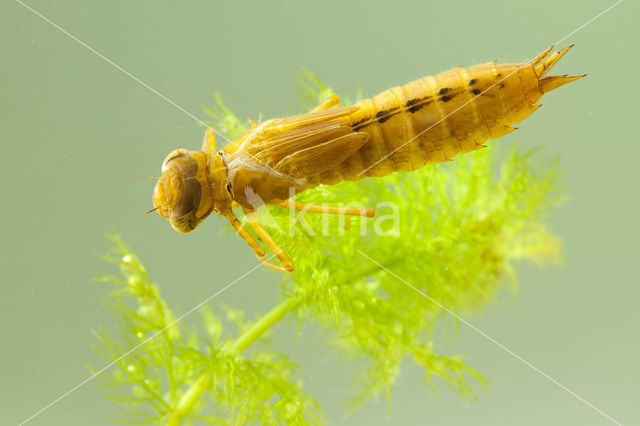 Northern Hawker (Aeshna isosceles)