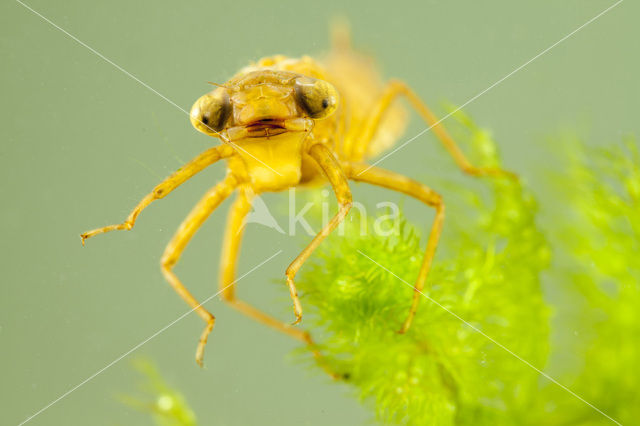 Northern Hawker (Aeshna isosceles)