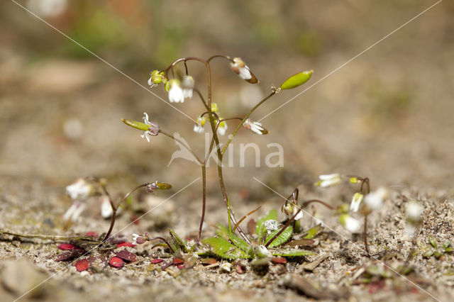 Common Whitlowgrass (Erophila verna)