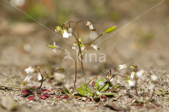 Vroegeling (Erophila verna)