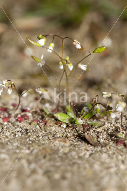 Common Whitlowgrass (Erophila verna)