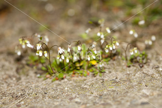 Common Whitlowgrass (Erophila verna)