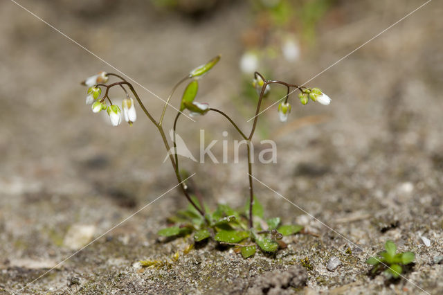 Common Whitlowgrass (Erophila verna)