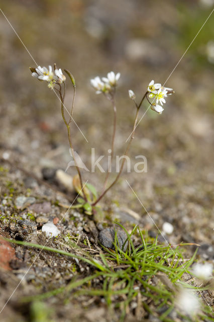 Common Whitlowgrass (Erophila verna)