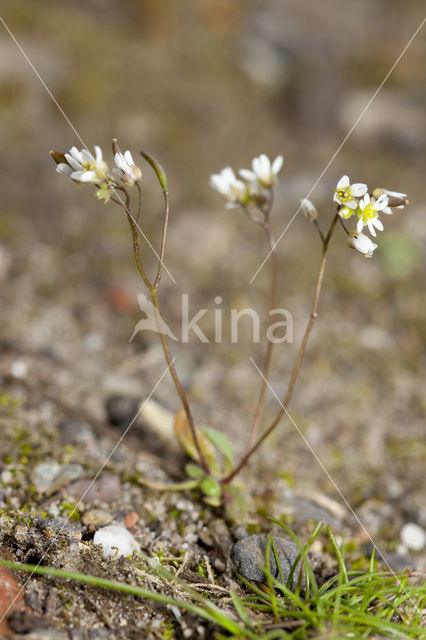 Vroegeling (Erophila verna)