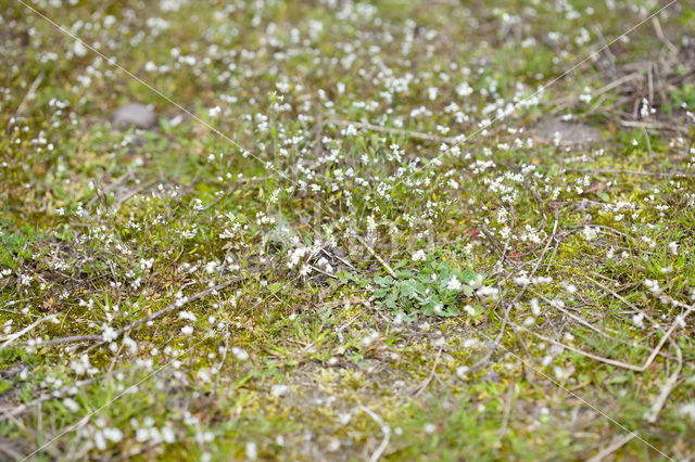 Common Whitlowgrass (Erophila verna)