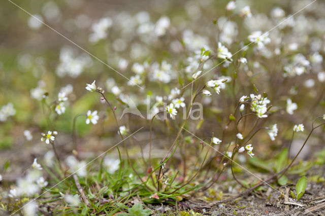 Vroegeling (Erophila verna)