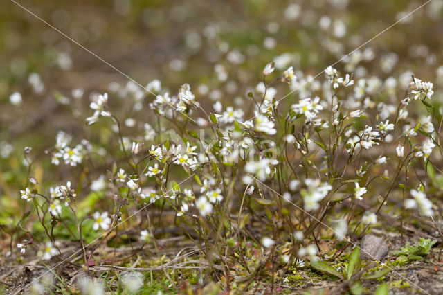 Common Whitlowgrass (Erophila verna)