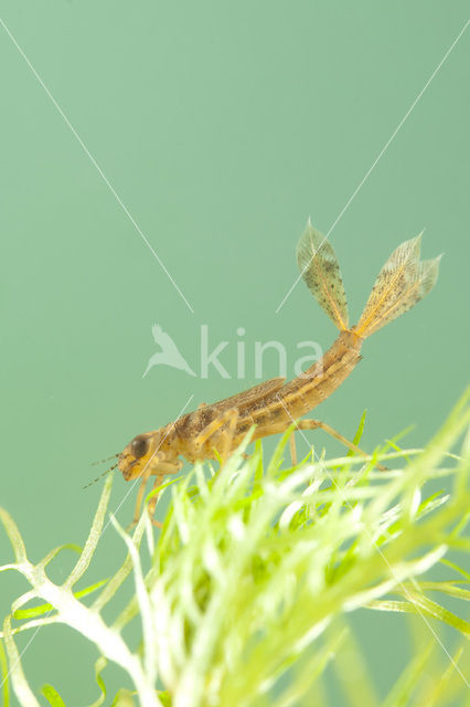 Large Red Damselfly (Pyrrhosoma nymphula)