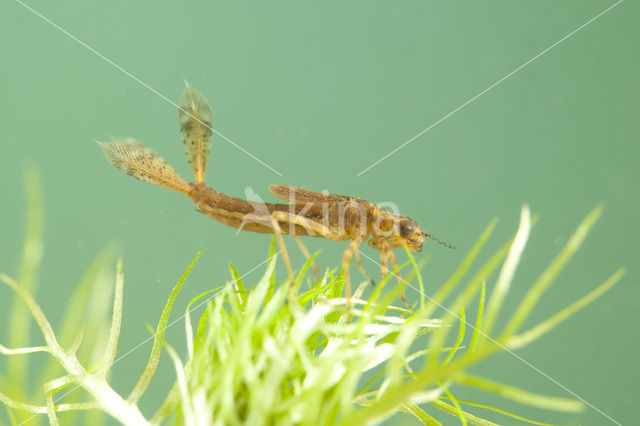 Vuurjuffer (Pyrrhosoma nymphula)