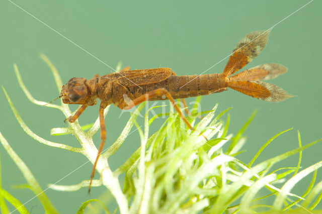 Large Red Damselfly (Pyrrhosoma nymphula)