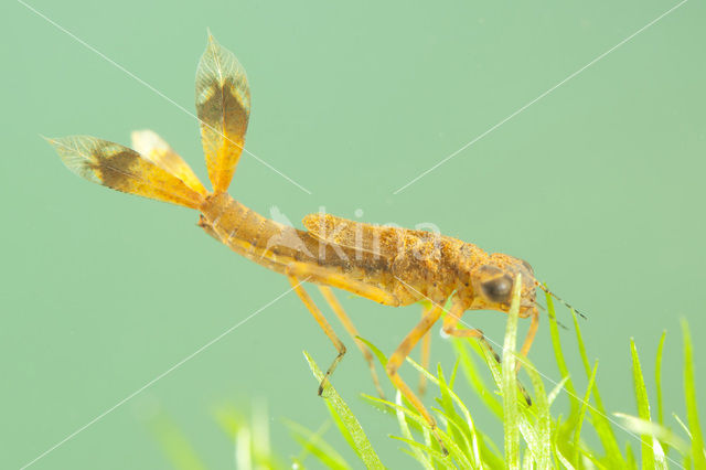 Large Red Damselfly (Pyrrhosoma nymphula)