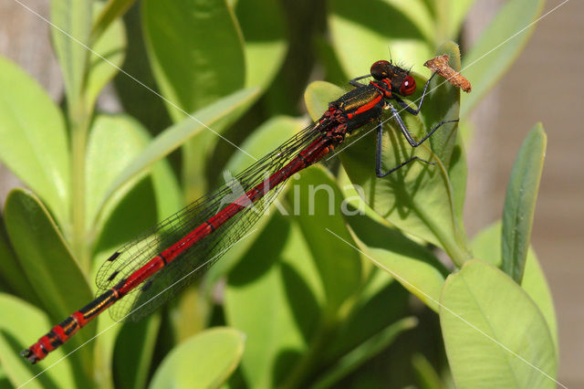 Large Red Damselfly (Pyrrhosoma nymphula)