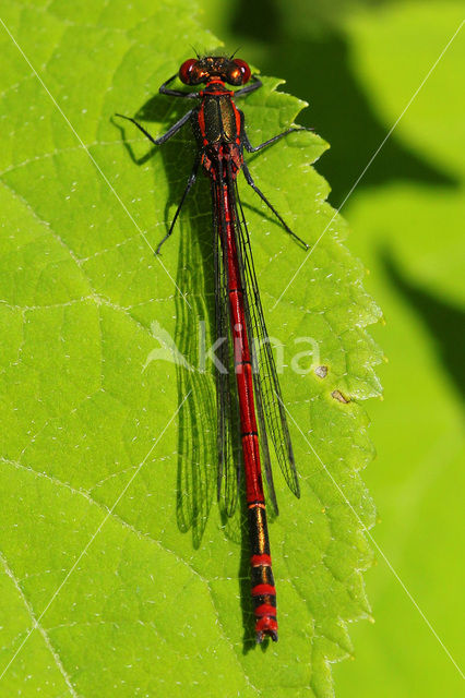 Large Red Damselfly (Pyrrhosoma nymphula)