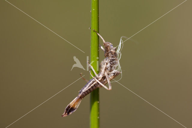 Large Red Damselfly (Pyrrhosoma nymphula)