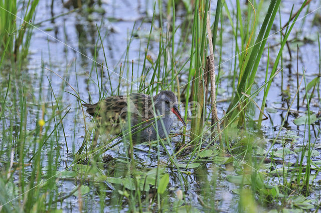 Waterrail (Rallus aquaticus)