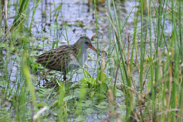 Waterrail (Rallus aquaticus)