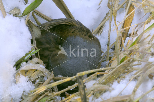 Waterrail (Rallus aquaticus)